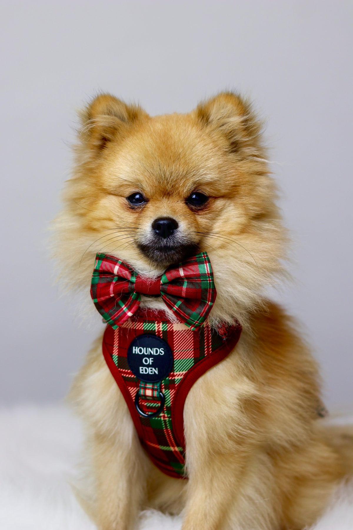 Tartan Me Up - Red & Cream Tartan Design Dog Harness