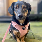 Peach Schnapps - Pink Corduroy Harness