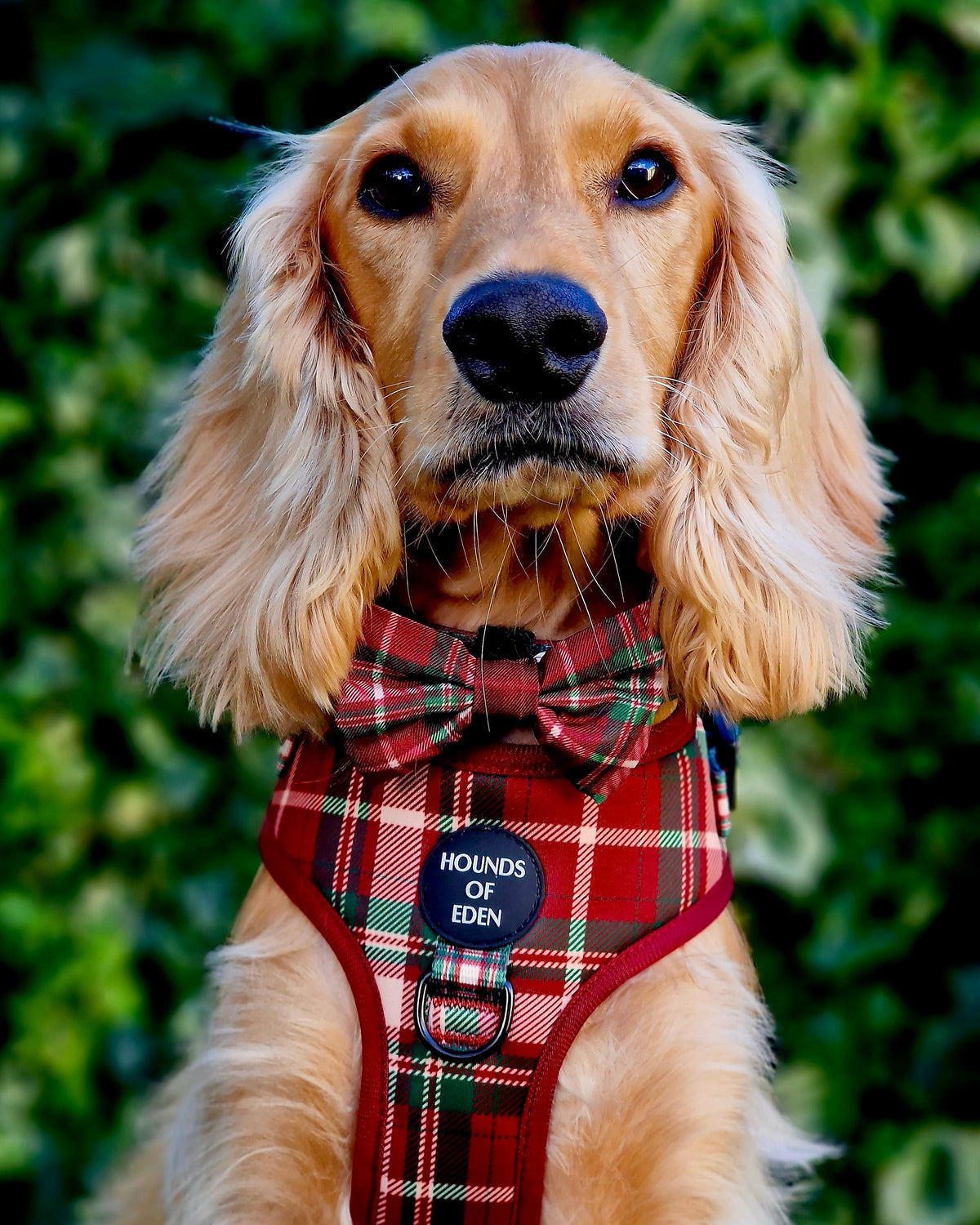 Tartan Me Up - Red & Cream Tartan Design Dog Harness
