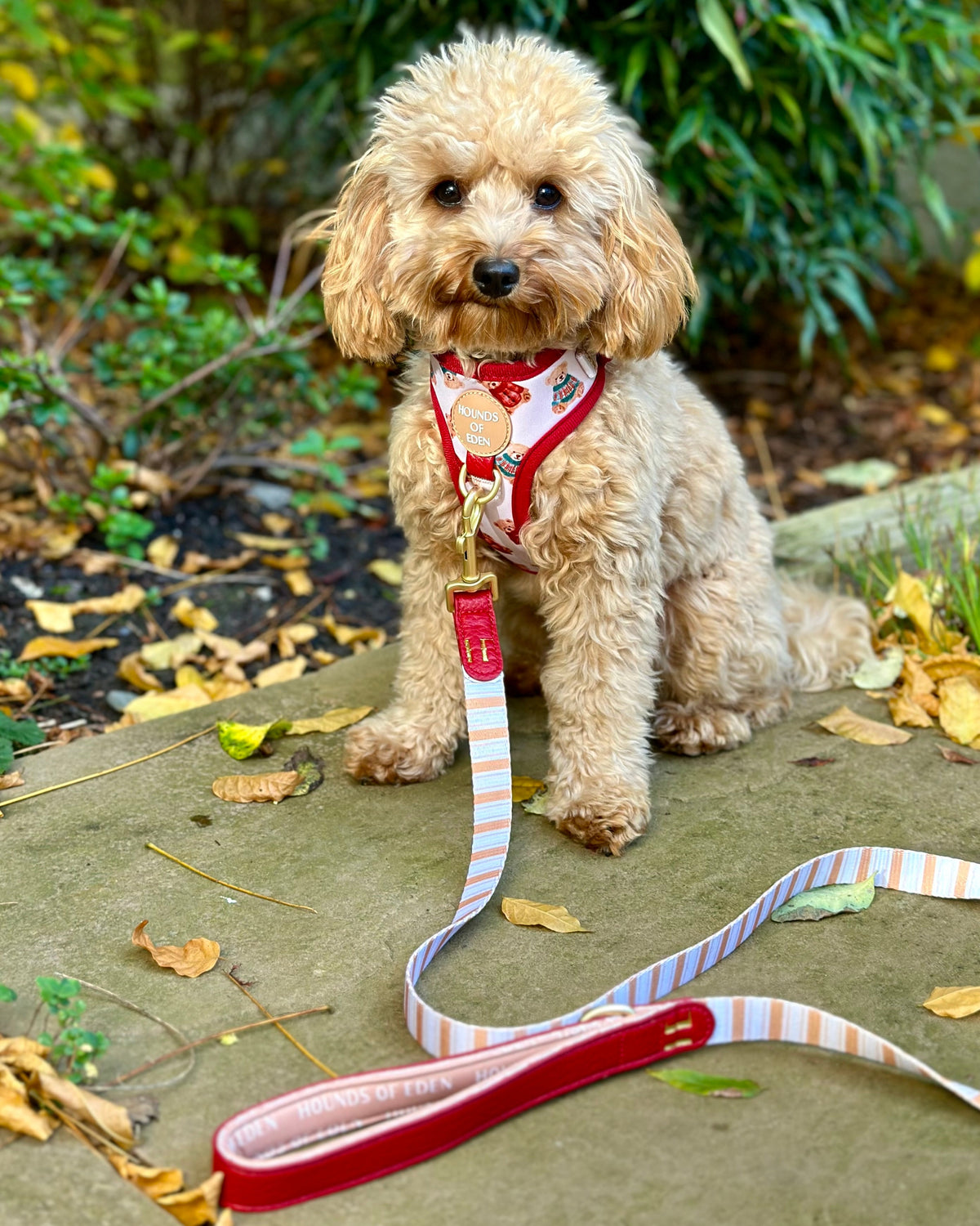 Harrold + Hattie Bears Dog Collar + Tag Holder