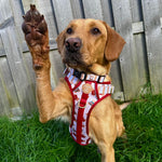 Harrold + Hattie Bears Dog Collar + Tag Holder