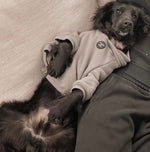 Soft Cotton Blend Dog Hoodie Lilac