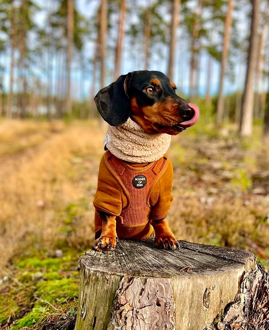 Soft Cotton Blend Dog Hoodie Brown