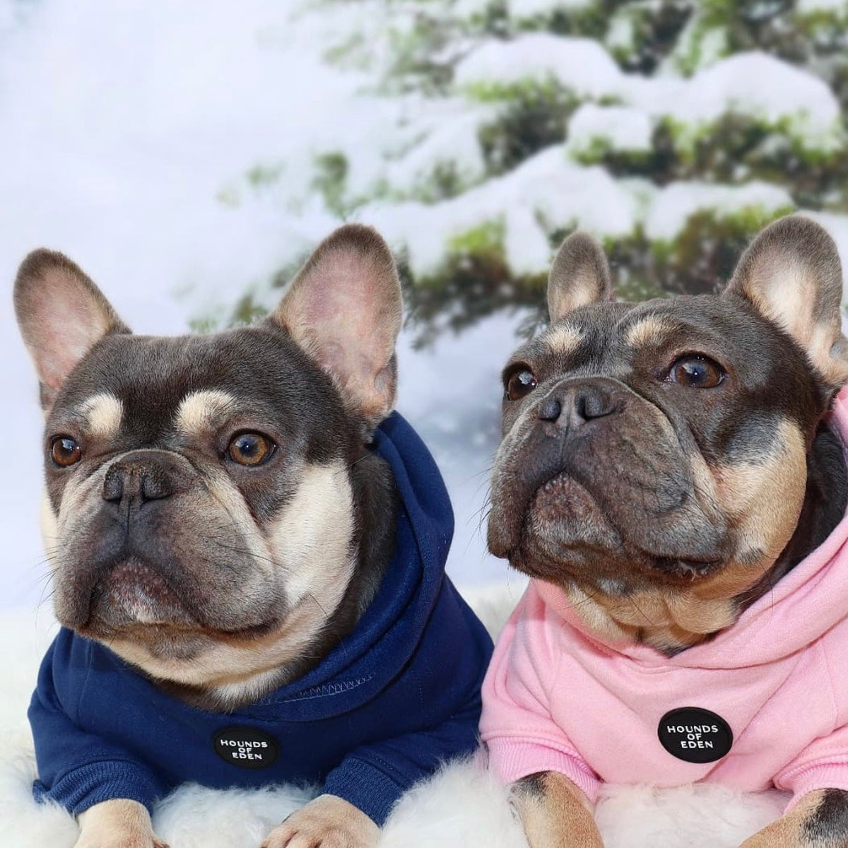 Soft Cotton Blend Dog Hoodie Red