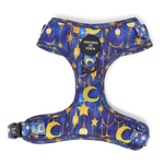 Arabian Nights - Blue and Gold Dog Harness