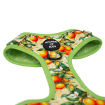Simply the Zest - Oranges Dog Harness