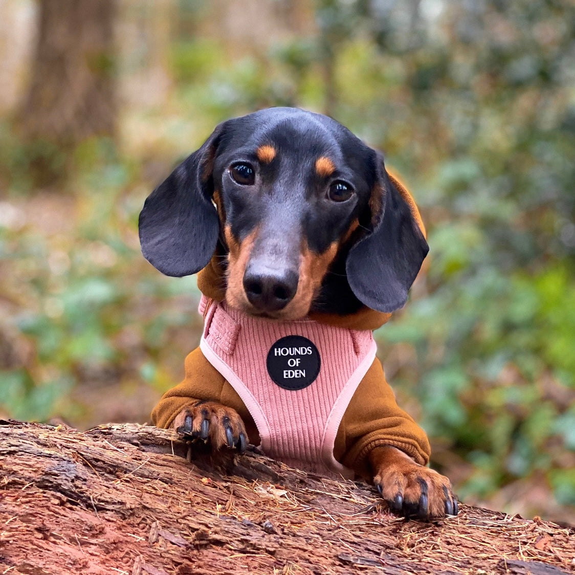 Soft Cotton Blend Dog Hoodie Brown