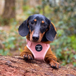 Soft Cotton Blend Dog Hoodie Brown