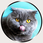 Illuminated Wall Art - Grey Cat