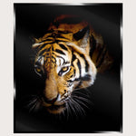 Illuminated Wall Art - Tiger 3