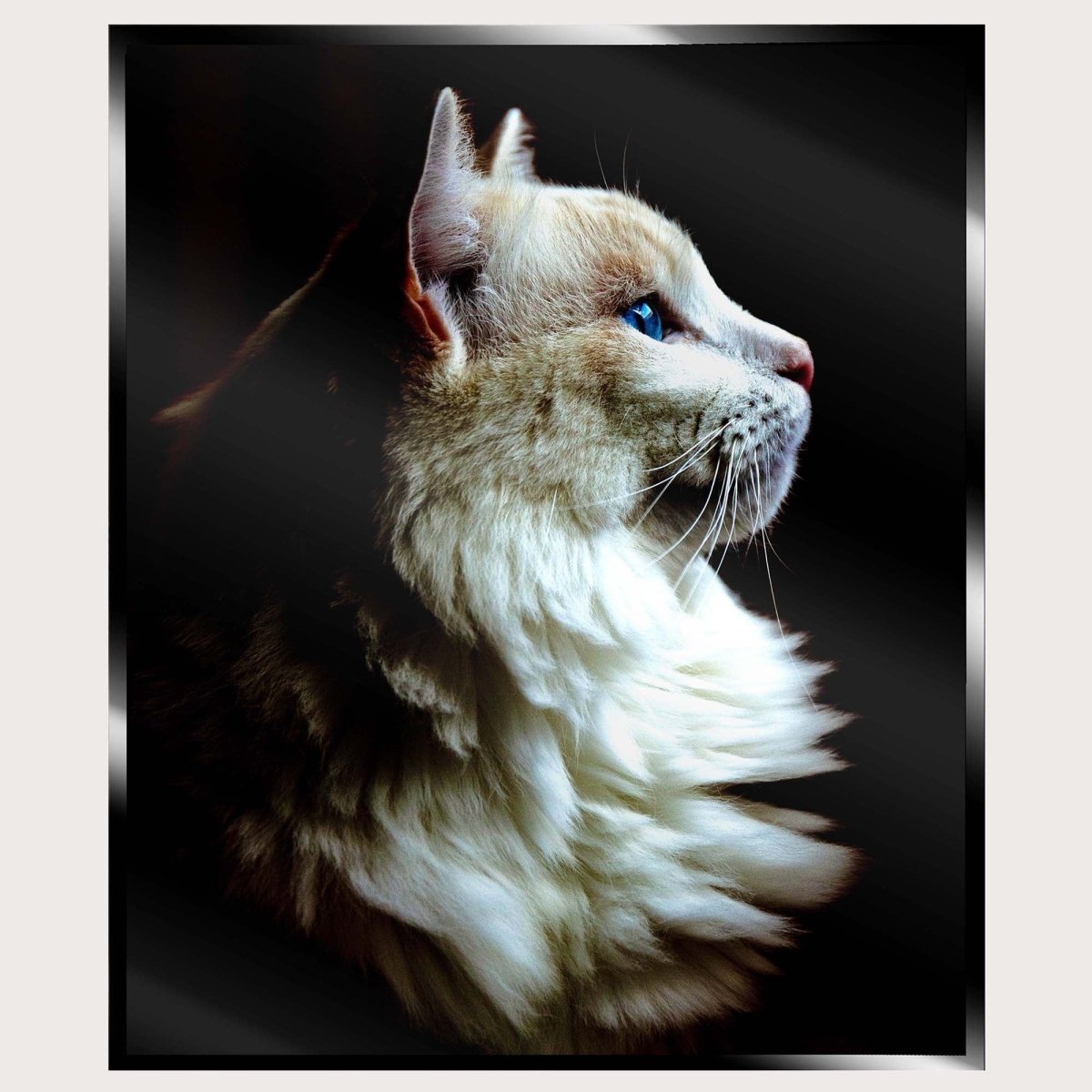 Illuminated Wall Art - White Cat
