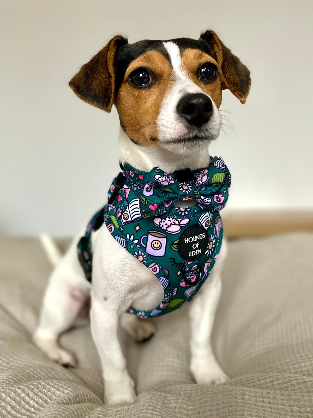 Self Care Design Dog Harness