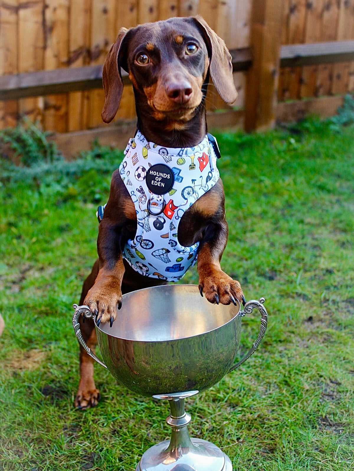 PUPTHLETICS - Dog Harness