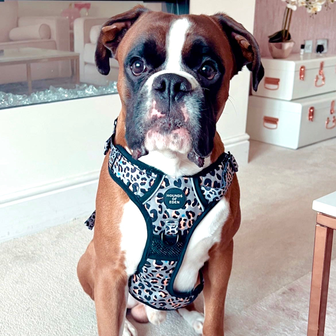 Supaw Strong™ 'Florentina' Utility Harness