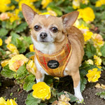 'Honey' - Yellow Check Dog Harness