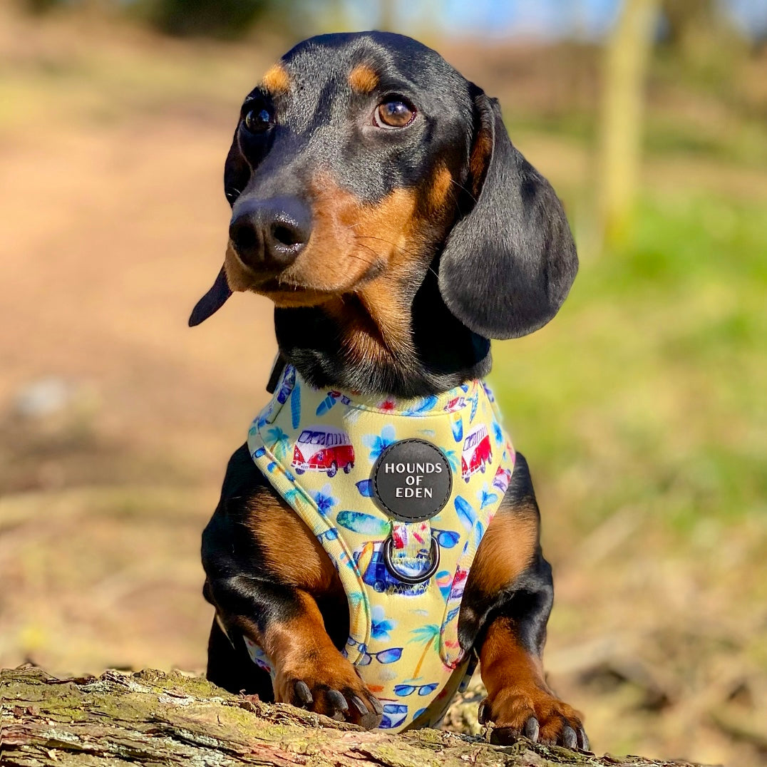 Surf's Up!- Dog Harness