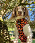 Burnt Orange Leopard Design Dog Harness