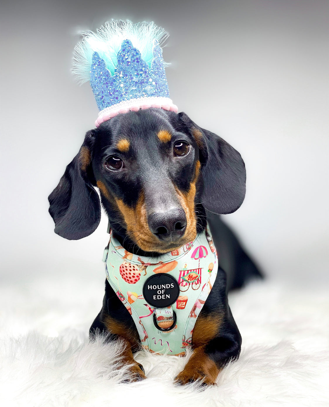 CIRCUS PUP - Dog Harness