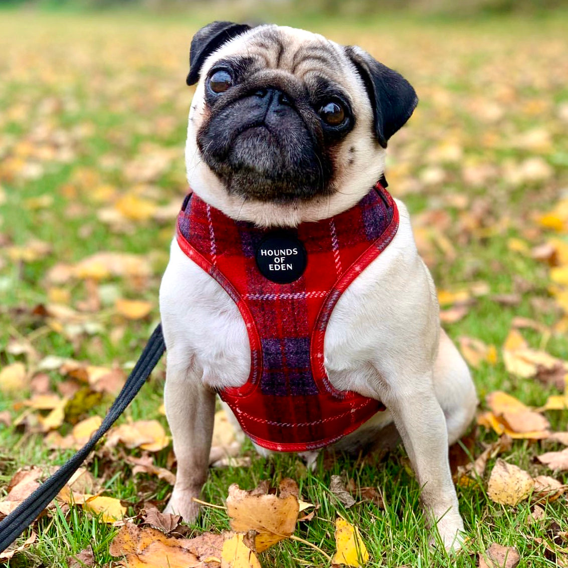 'Sammi' - Red & Grey Check Dog Harness