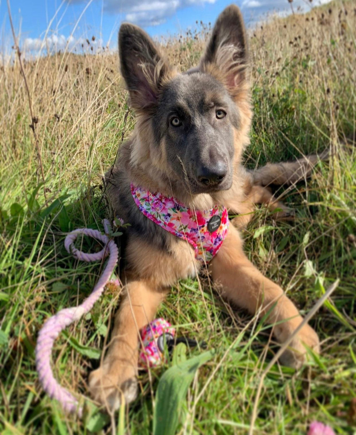 'Florentina' - Pink Floral Dog Harness