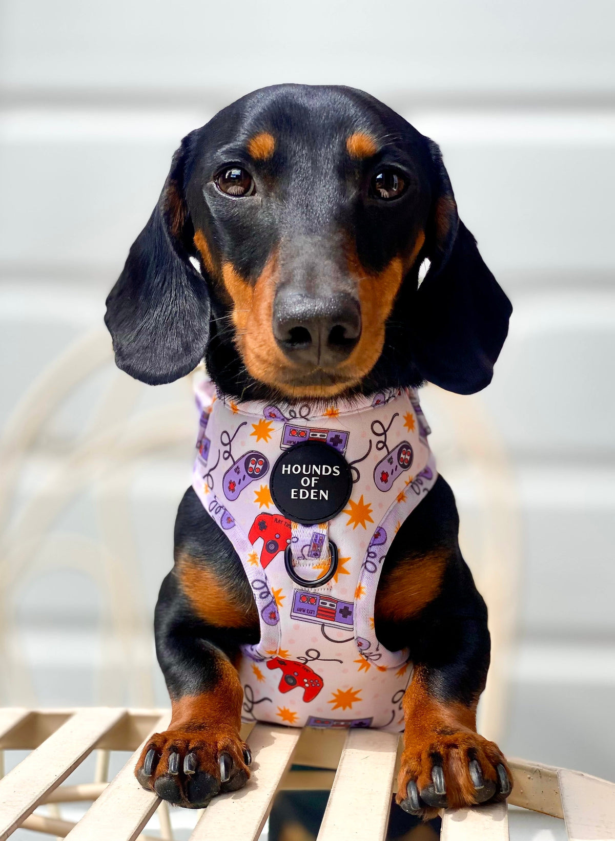 Nintendawg Design Dog Harness
