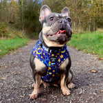 Arabian Nights - Blue and Gold Dog Harness
