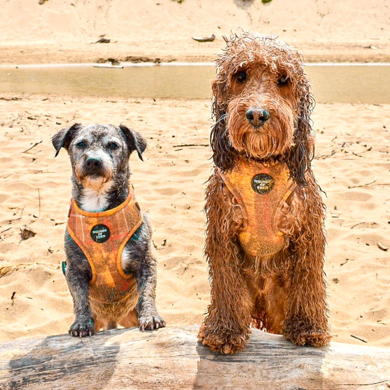 'Honey' - Yellow Check Dog Harness