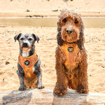 'Honey' - Yellow Check Dog Harness