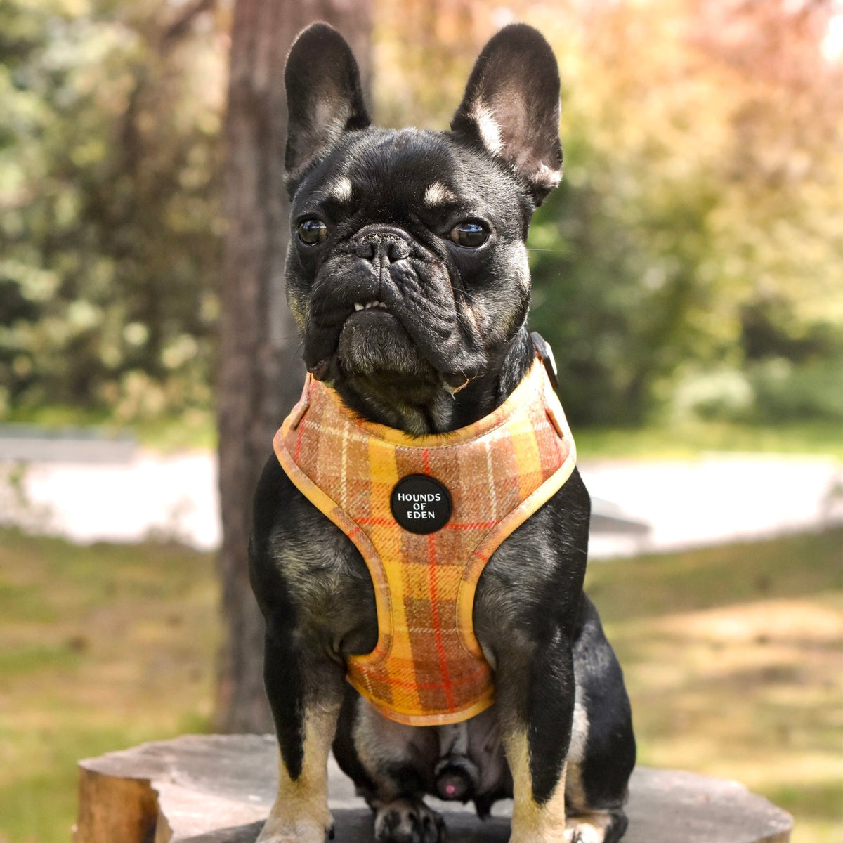 'Honey' - Yellow Check Dog Harness