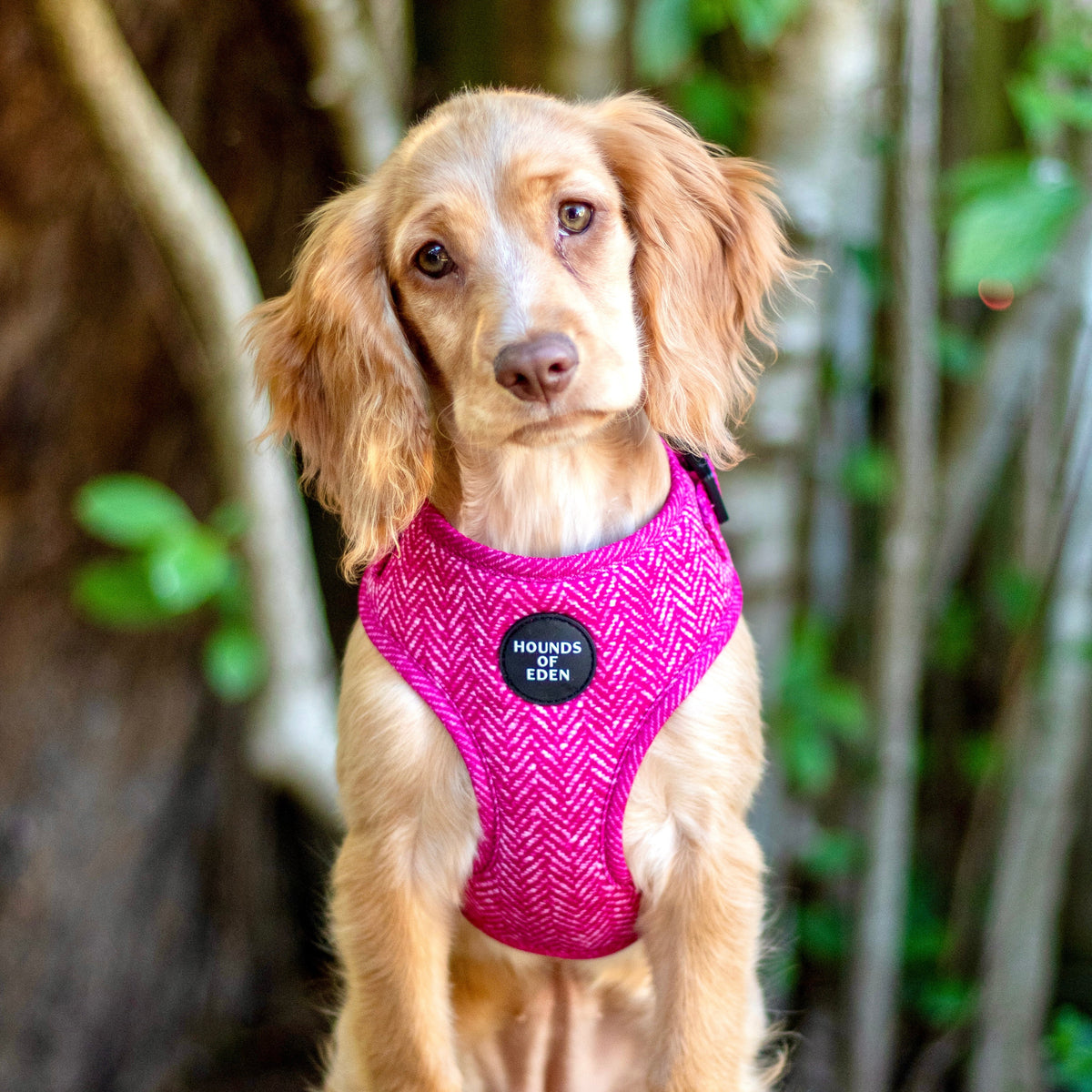 'Bella' - Pink Herringbone Dog Harness