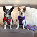 'Molly' - Pink & Purple Check Dog Harness