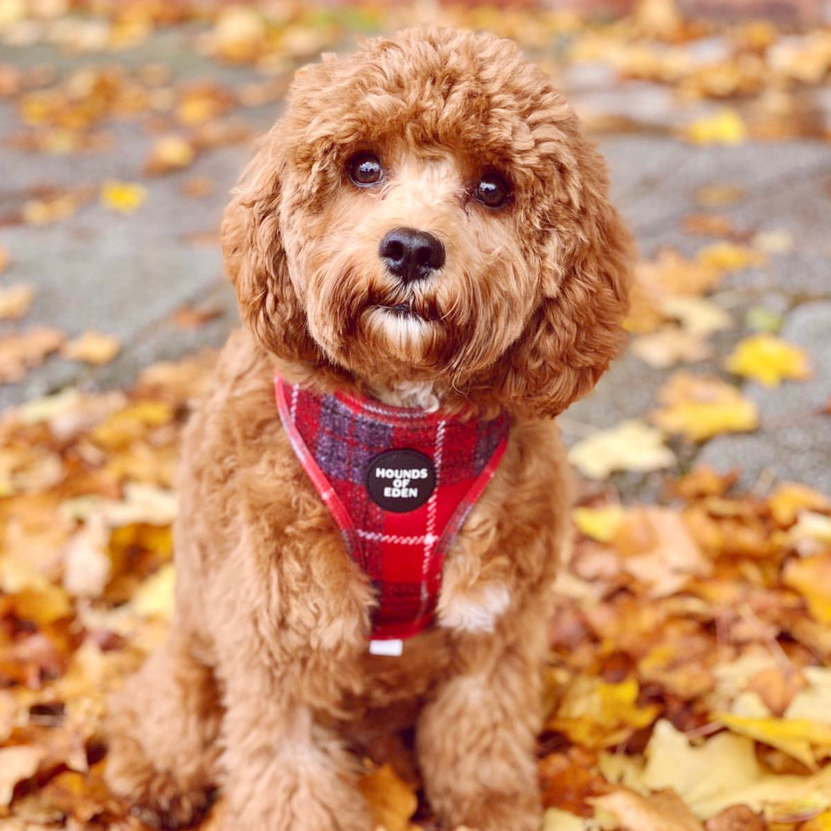 'Sammi' - Red & Grey Check Dog Harness