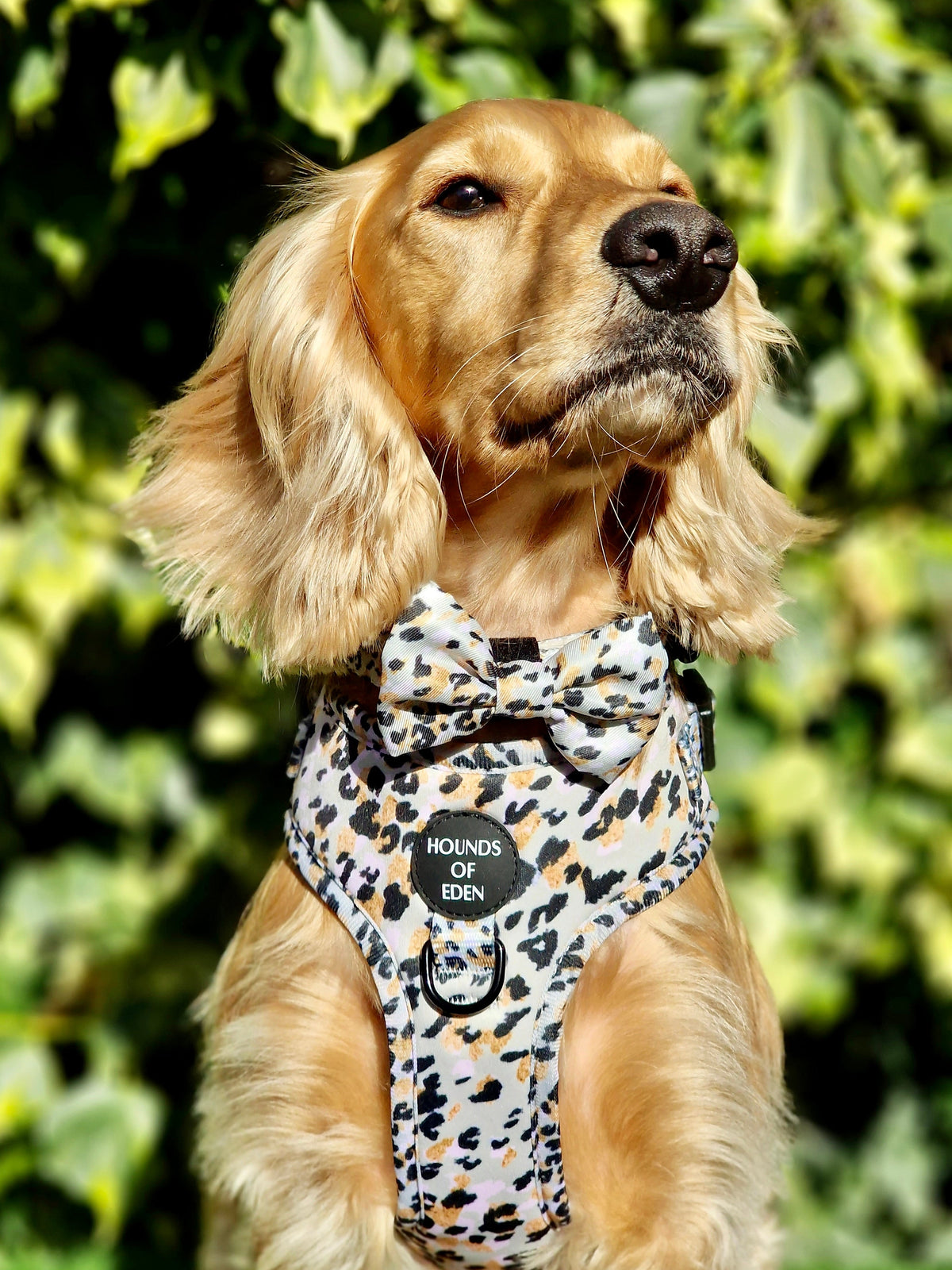 Sage Leopard Design Dog Harness