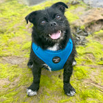 'Bruce' - Blue & Teal Herringbone Dog Harness