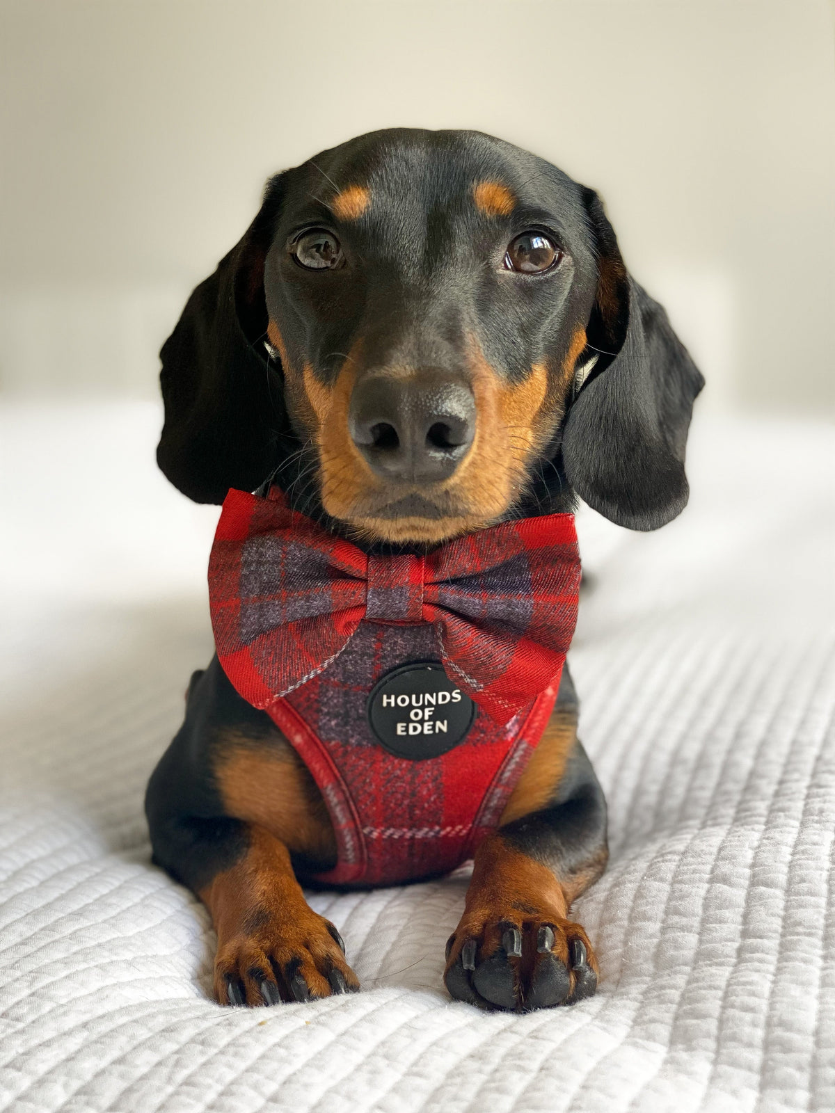 'Sammi' - Red & Grey Check Dog Harness