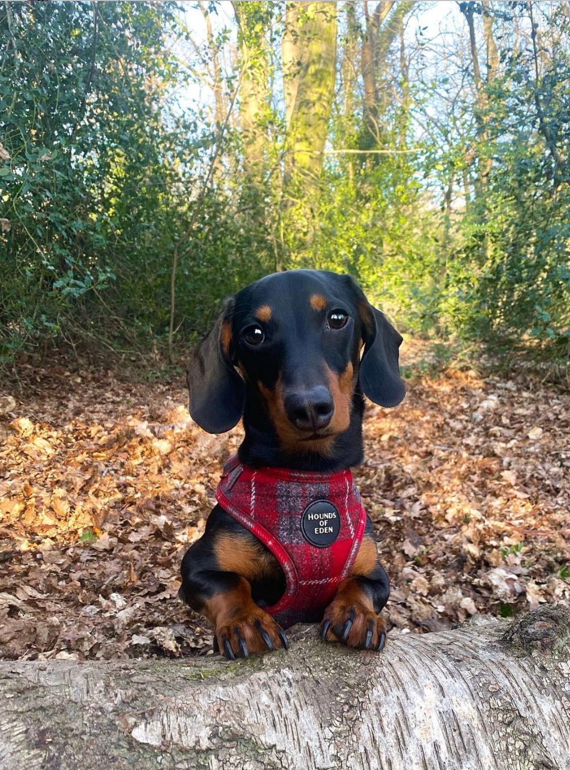 'Sammi' - Red & Grey Check Dog Harness