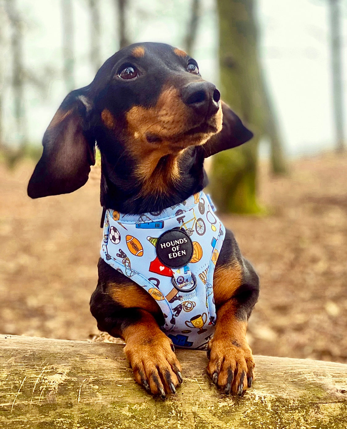 PUPTHLETICS - Dog Harness