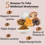 Immune Booster Superfood Bundle