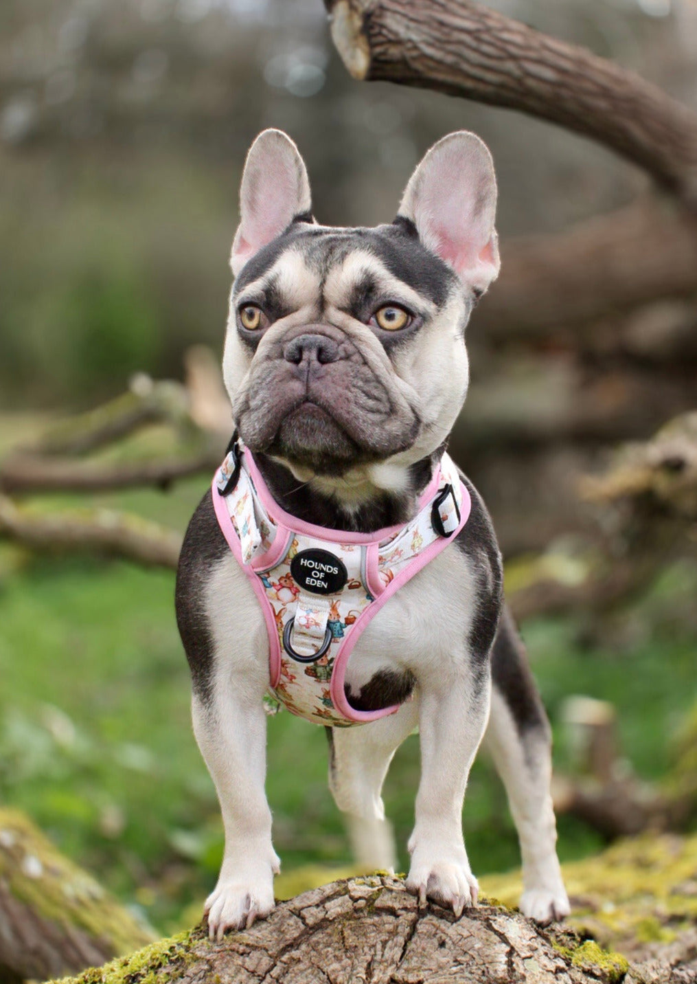 Bunny Tales - Pink, Dog Supaw Strong™ Lite Harness (XS-XL)