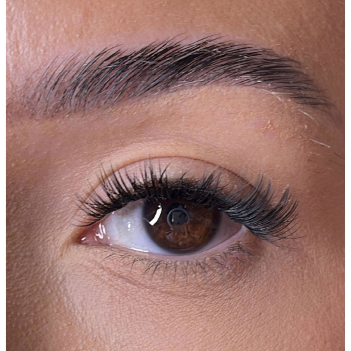 Premium Christmas Collection Limited Edition Starter Kit