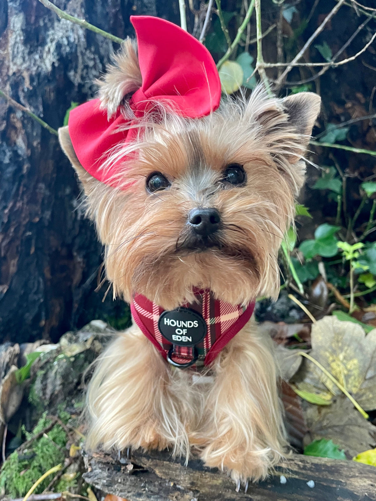 Tartan Me Up - Red & Cream Tartan Design Dog Harness