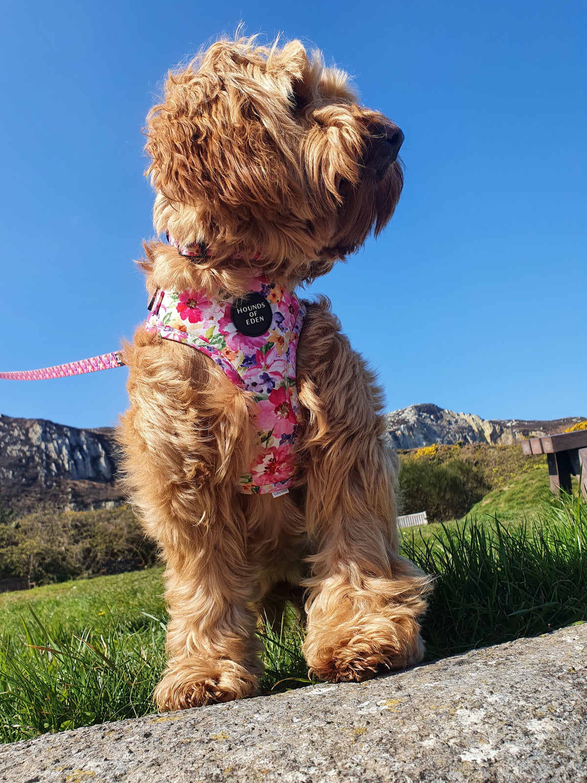 'Florentina' - Pink Floral Dog Harness