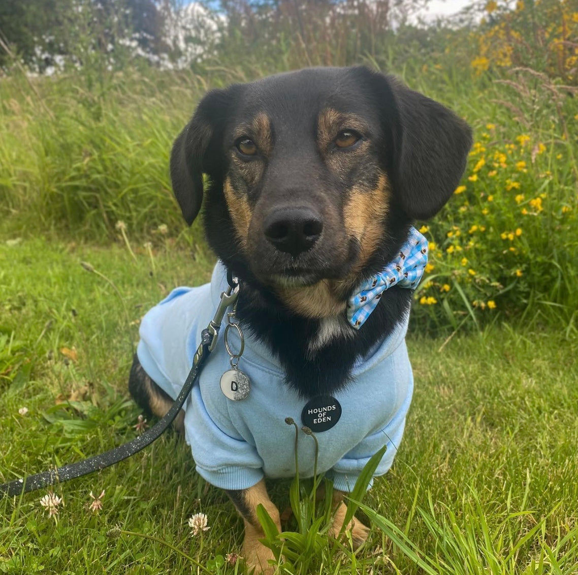 Soft Cotton Blend Dog Hoodie Sky Blue