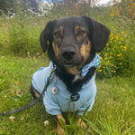 Soft Cotton Blend Dog Hoodie Sky Blue