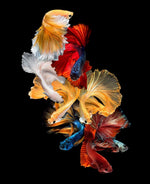 Illuminated Wall Art - Siamese Fish