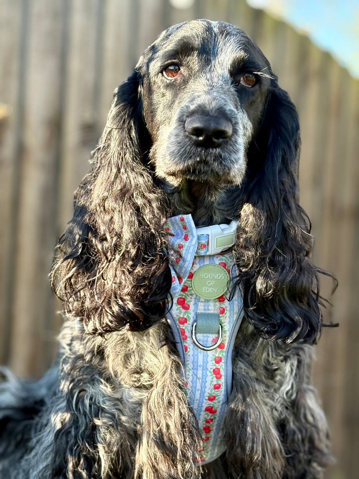 Eden's Orchard - Supaw Strong™ Dog Harness (XS-XL)