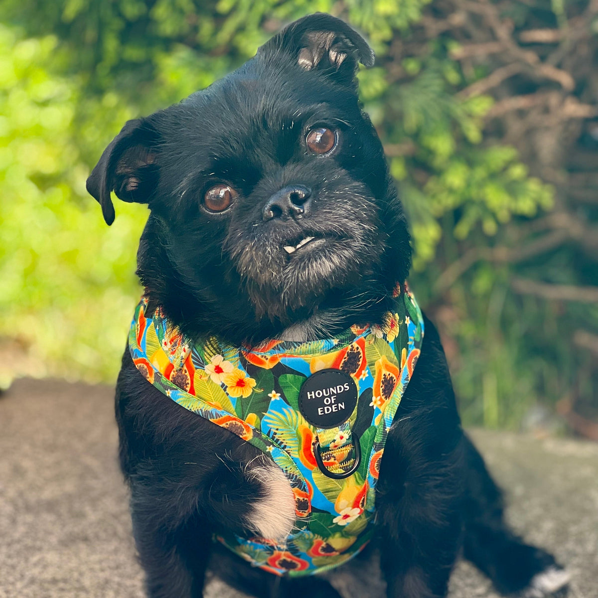 Pupaya Design Dog Harness