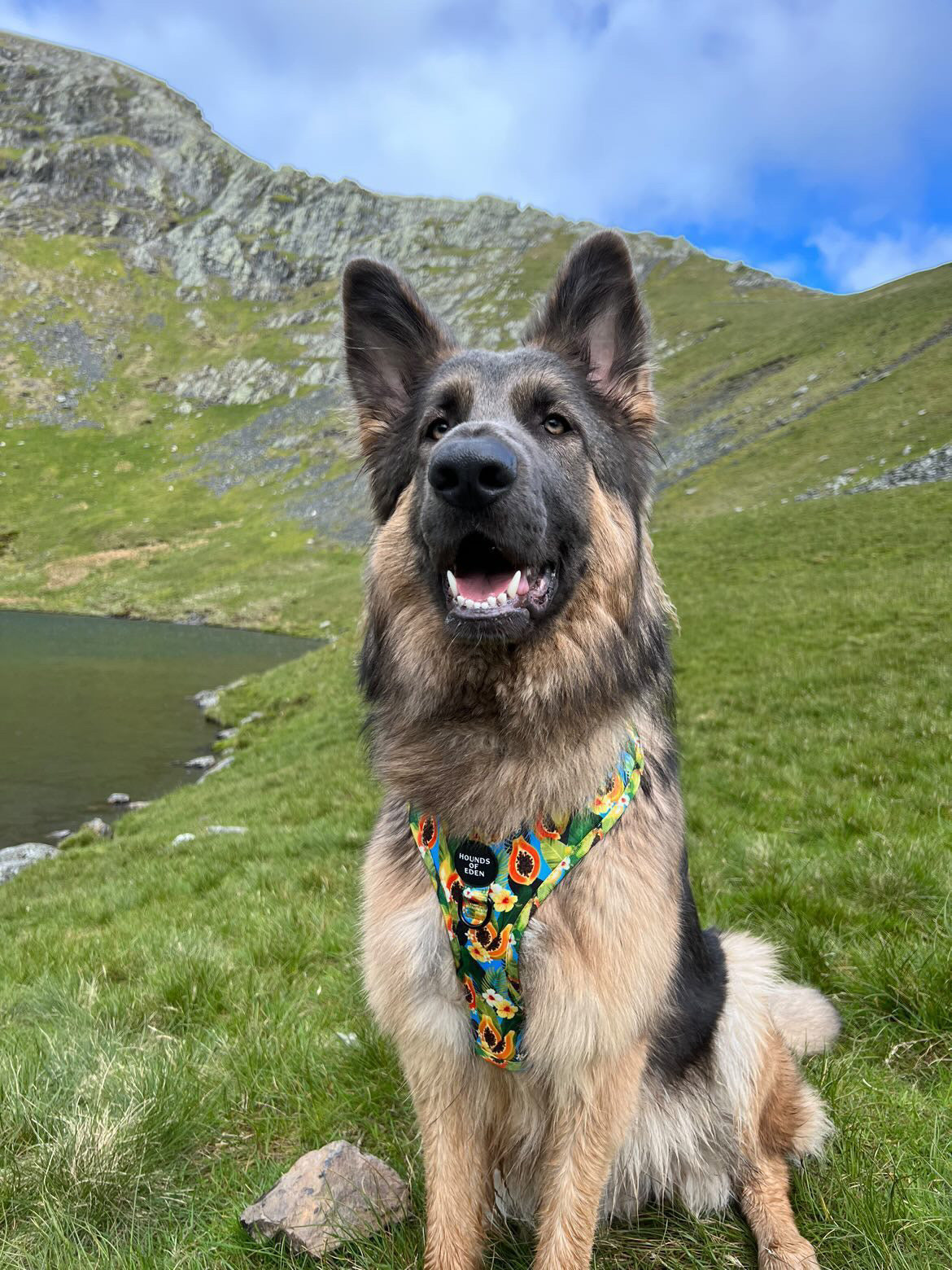 Pupaya Design Dog Harness