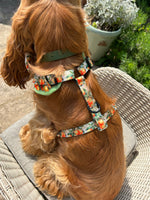 Simply the Zest - Oranges Dog Harness