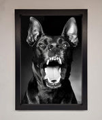 Angry Doberman Dog Framed Wall Art Black